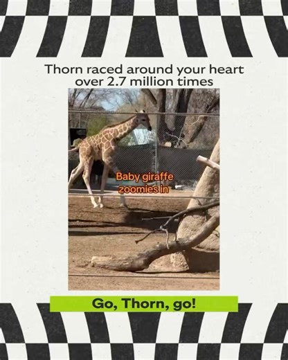 Denver Zoo Conservation Alliance on Reels