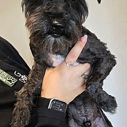 San Antonio, TX - Standard Schnauzer. Meet Winston a Pet for Adoption - AdoptaPet.com