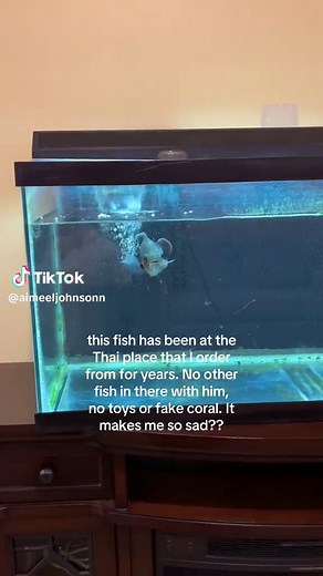 The Loneliness of an Oscar Fish in a Thai Restaurant