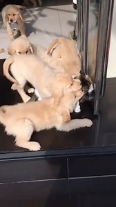 Now that's one patient kitty 😂 | Animal Antics