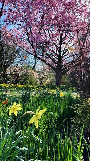 The colours of Spring #spring #nature #flowers #outdoors #peaceful #fyp 🌸🌷🌼