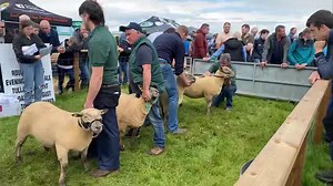 Sheep judging at Tullamore Show  | Thatsfarming.com | Facebook