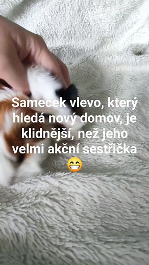 Dvě miminka od zverimexové samičky, 16 dní staří ❤️ | CHS King's Landing