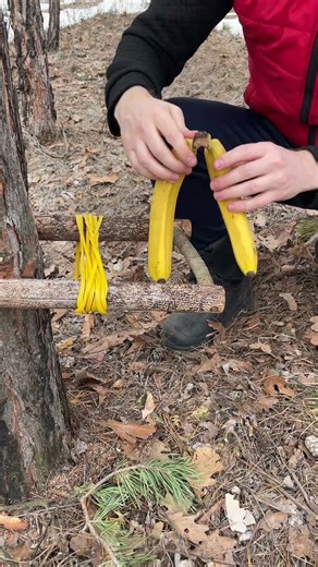 Such traps were made in ancient times #trap #bushcraft #camping #survival