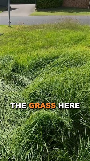#mowing #asmr #grass #cutting #fyp | Blade Mate Lawn Care