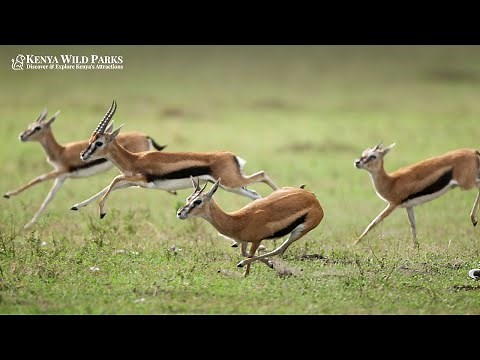 Why Are They Called Thomson’s Gazelle?