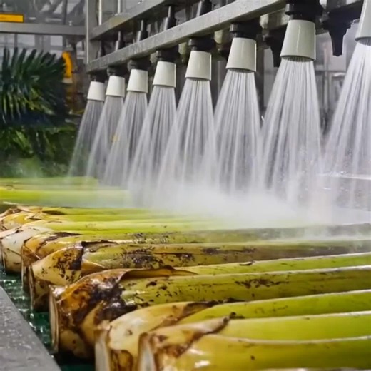 Revolutionary Banana Fiber Rope Manufacturing