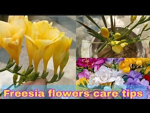 Freesia flower plant care n grow tips|#freesia #freesiaflower #freesiaplant