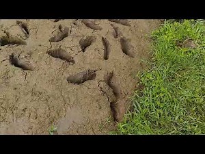 Barefoot in Mud (2025-12-16 11-27-16)