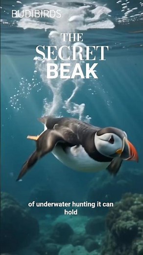 The Incredible Hunting Strategy That Makes Atlantic Puffins Master Fish Collectors 🐧🐟 #puffin