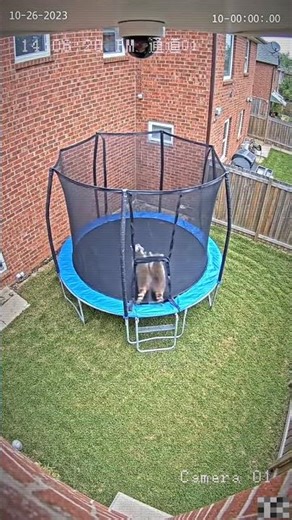 Security camera catches raccoons doing THIS 🦝