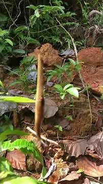 Rarest Animals in the World – You Won’t Believe!