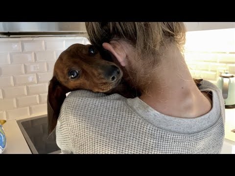 Mini dachshund is back from vacation