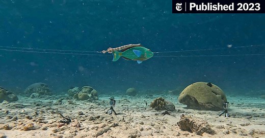 These Clever Fish Have Mastered the Fakeout