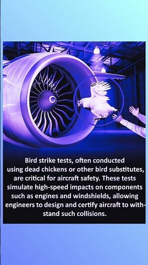 Why Engineers Fire Chickens at Jet Engines! ✈️🐔 | Bird Strike Test Explained