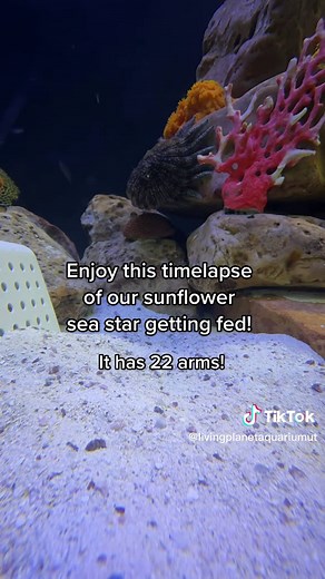 Living Planet Aquarium on TikTok