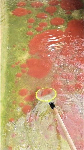 Feeding Baby Goldfish? How Farmer Live Bloodworms at Farm!👀