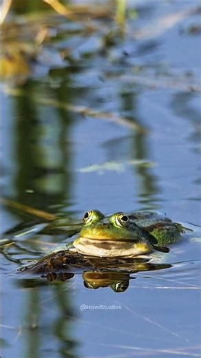 Frog Eats Insect in Slow Motion🫣😜 #animalfacts #facts #shorts