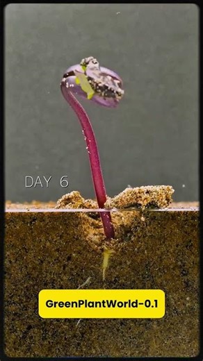 Seed Sprouting Time-Lapse