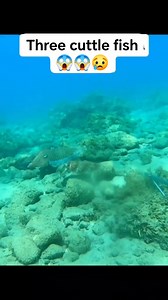 330K views · 4.2K reactions | #cuttlefish #fishing #spearfishing #sea #UnderwaterAdventure #highlight #fyp | fishing Adventure TV | Facebook