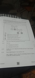 ### Question 2.4: Muscular Dystrophy (Genetics)Muscular dystr... | Filo