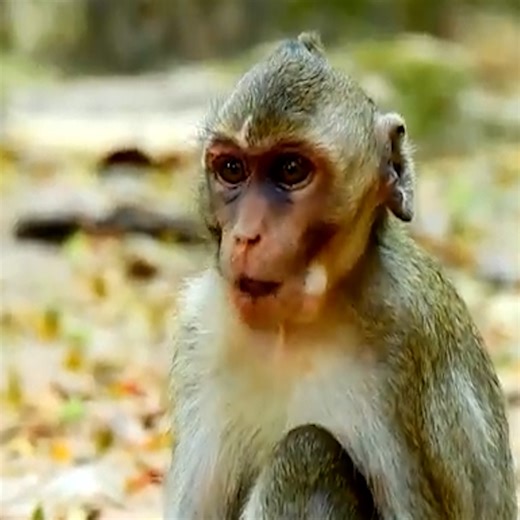 1.4K views · 26 reactions | Baby monkey got blue on both eye #monkeys | Avata Monkey II | Facebook