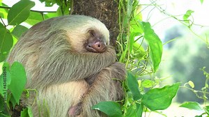 A cute sloth (arboreal mammal living in tropical rainforests of America), sleeping while hugging a tree, with a gentle wind shaking the leaves. Idyllic shot.