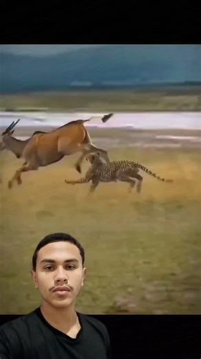 214K views · 2.5K reactions | Cervo VS Leopardo | Lg Player | Facebook