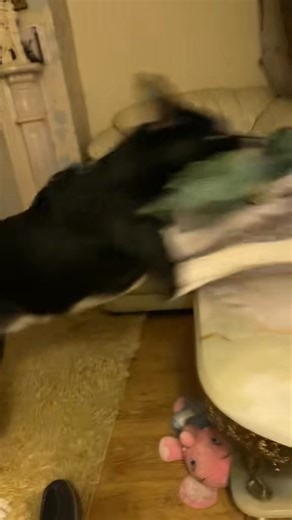 29 reactions · 3 comments | Barney the Tv border collie Part 2 | Stephen Kelleher | Facebook