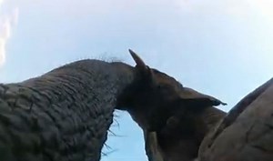 Elephant Stands On GoPro