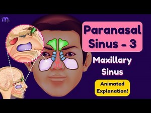 Maxillary Sinus | Paranasal Sinuses - 3 | Clinical significance | Surgical approaches | Anatomy