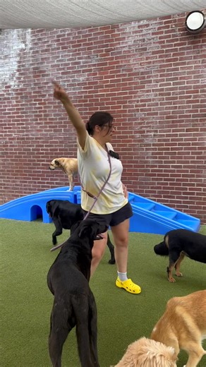 7.8K views · 176 reactions | incase you were wondering how we keep your pups entertained all day… we’re closing out summer with a DANCE PARTY!!! 睊 | The Puppy Palace Doggie Day Care | Facebook