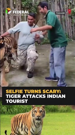 Tiger Attacks Indian Man During Photo Session in Thailand