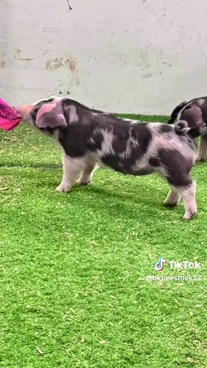 Spot Show Pigs Available for Sale on Showpig.com