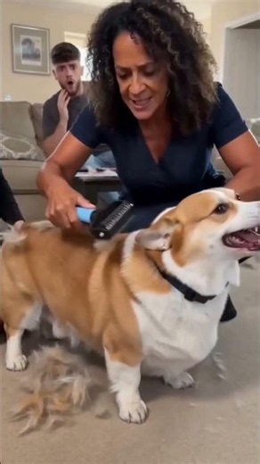 This Dog Grooming Comb Removes So Much Loose Fur