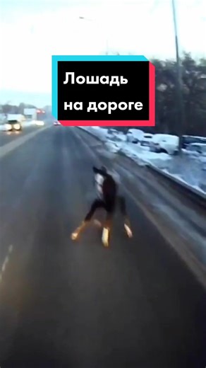 Лошадь на дороге в Новосибирске