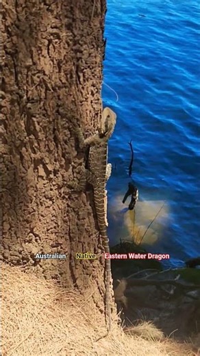 Eastern Water Dragon (Intellagama lesueurii) #wildlife #nature #australia #lizard #shorts
