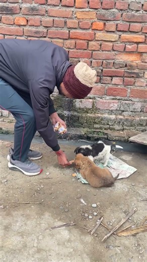 #humanity #animals #motivation #shorts #video