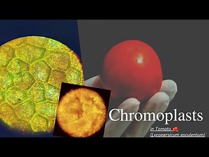 Chromoplasts in Tomato 🍅 (Lycopersicum esculentum)