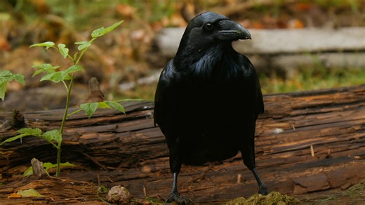 Shadow feathers in the forest