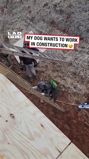 Dog Climbing Ladders and Adventures: Canine Fun