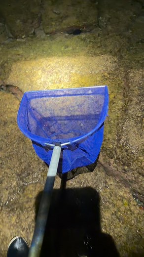 When it’s low tide you know where to go lol #tidepools#fish#fishing#hawaii#hawaiifishing#aquarium#fyp#ocean#sea#animals#nature#wild#wildlife#coral#reeftank#reef#aquariumlife#viral#marine#underwater#crazy | Hawaiifish55g