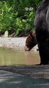 630K views · 6.2K reactions | Like Mama like baby! Well, cub in this...