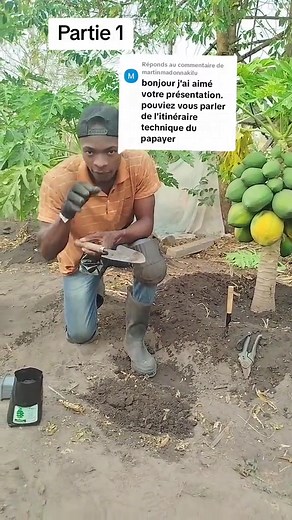 Production Technique de Papaye Nain : Étapes Essentielles