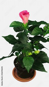 Time lapse of opening pink China rose (or Hibiscus rosa-sinensis, Chinese hibiscus, Hawaiian hibiscus, rose mallow, shoeblack plant) isolated on white background, vertical orientation