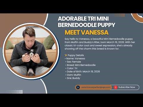 🎥 Meet Vanessa 🐾 | Adorable Tri Mini Bernedoodle Puppy