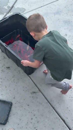 We filled our gratitude pond with baby koi 😳🐟