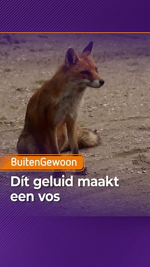 Vossen maken blaffende geluiden. Het klinkt een beetje als schril keffen. Dit doen ze vaak in de avond. Maar ze maken ook andere geluiden zoals schreeuwen, jammeren en brommen. Vossen maken wel tot 28 verschillende geluiden over korte en lange afstand. Elke vos heeft overigens ook nog een eigen stemgeluid. 🦊 📹 @aalt.westerbroek #gelderlandnatuur #natuur #buitengewoon_gld #omroepgld #gelderland #nature #natuurfotografie #natuuringelderland #nederland #netherlands #mooigelderland #fox #vos #what