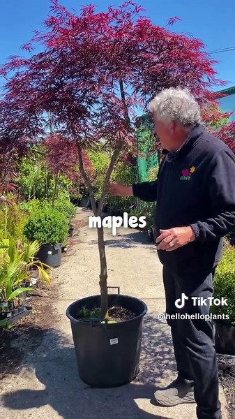 Discover the Stunning Inaba Shidare Japanese Maple