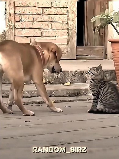 Dog Afraid cats 😺⚡ #cats #catshorts #cat #catedit